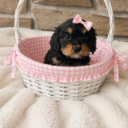 Lilac - Black and tan female Cavapoo puppy in Malad, Idaho from Sunny Hill Puppies