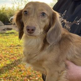Belle - Dachshund