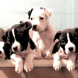 American Staffordshire Terrier Puppies from Angel Moon Terriers