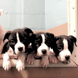 American Staffordshire Terrier Puppies from Angel Moon Terriers