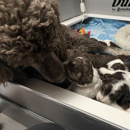 Poodle Puppies from Country Side Kennels