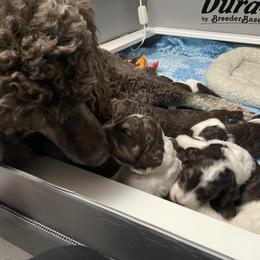 Poodle Puppies from Country Side Kennels