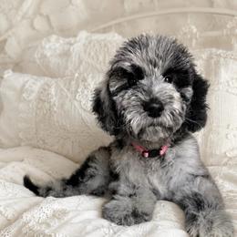 Pink collar - Merle female Goldendoodle puppy in Christiana, Tennessee from Rechlicz Family Doodles