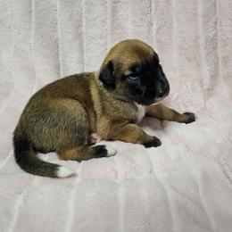 Sandy Claws - Black white and tan male Xoloitzcuintli puppy in Eugene, Oregon from Naked nobles kennel