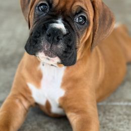 Boxer Puppies from Starlight Boxer Corner