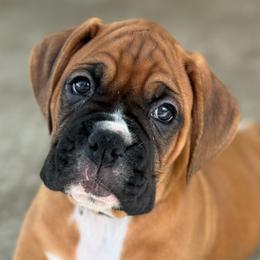 Boxer Puppies from Starlight Boxer Corner