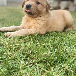 Golden Retriever Puppies from Washington Lakeside Goldens