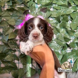 Blu - Piebald male Dachshund puppy in Ocala, Florida from The Wiener Family