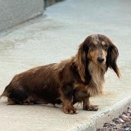 Chia - Dapple female Dachshund puppy in Horizon City, Texas from Micah's Minis