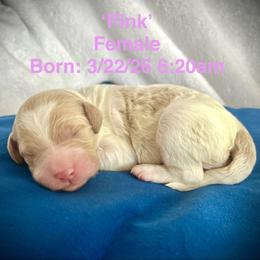 Pink - Parti female Goldendoodle puppy in Helena Valley Northeast, Montana from Joy Meadows Goldendooles