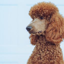 Goldendoodles and Poodles from Abner Creek Poodles & Doodles