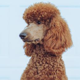 Goldendoodles and Poodles from Abner Creek Poodles & Doodles