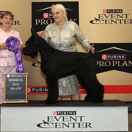 Boot - Giant Schnauzer