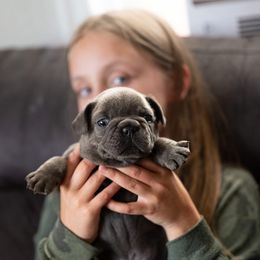 French Bulldog Puppies from Lakes Area Frenchies