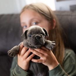 French Bulldog Puppies from Lakes Area Frenchies