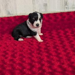 Solo - Black tri male Miniature Australian Shepherd puppy in Lufkin, Texas from Texas Lil Cowdogs