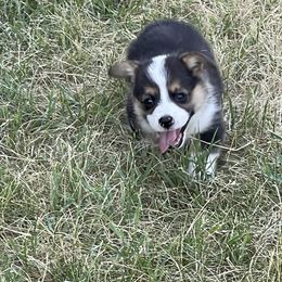 American Corgi and Pembroke Welsh Corgi Puppies from Bone Creek Ranch