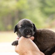 Girl 3 - Merle female Whoodle puppy in Youngstown, Florida from Wonderland’s Boujie Kennels