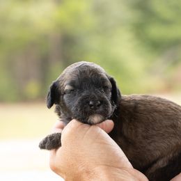 Girl 3 - Merle female Whoodle puppy in Youngstown, Florida from Wonderland’s Boujie Kennels