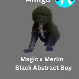 Amigo - Black male Poodle puppy in Baltimore, Maryland from Steinrock’s Standards
