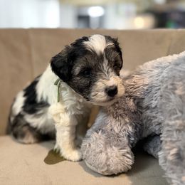 Green Collar - Parti male Miniature Schnauzer puppy in Tacoma, Washington from AKC Nordwest Schnauzers