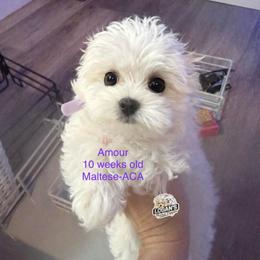 Amour - White female Maltese puppy in Paden, Oklahoma from Logan's Perfect Puppies