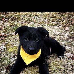 German Shepherd Puppies from Benton K-9 Breeding