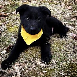 German Shepherd Puppies from Benton K-9 Breeding