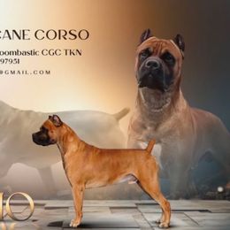 Bruno - Cane Corso