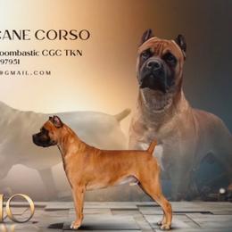 Bruno - Cane Corso