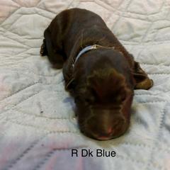 Boy 1 - German Shepherd puppy from Von Cluskey German Shepherds