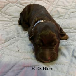 Boy 1 - German Shepherd puppy from Von Cluskey German Shepherds