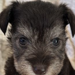 Miniature Schnauzer Puppies from Miniature Schnauzer Paradise llc