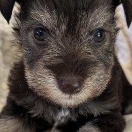 Miniature Schnauzer Puppies from Miniature Schnauzer Paradise llc