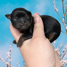 Male 3 - Black male Shihpoo puppy in Coshocton, Ohio from Forever Family Puppies