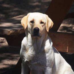 Boogie - Labrador Retriever