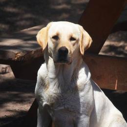Boogie - Labrador Retriever