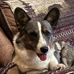 Seymour Butts - Cardigan Welsh Corgi