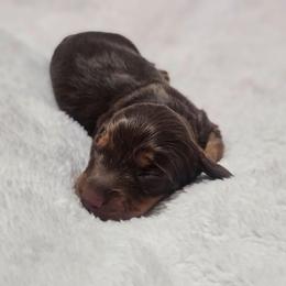 Cora - Chocolate and tan female Dachshund puppy in Anaconda, Montana from Montana Country Dachshunds