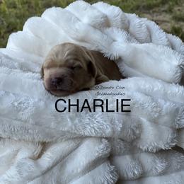 Goldendoodle Puppies from O’Doodle Clan Goldendoodles