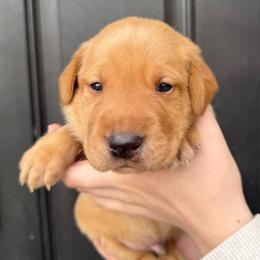 Colin - Yellow male Labrador Retriever puppy in Great Falls, Montana from Yogo Point Kennels