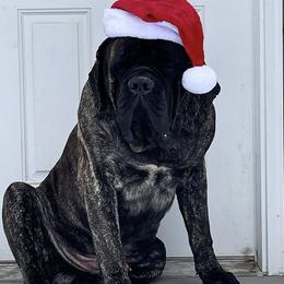 Nikko - Mastiff