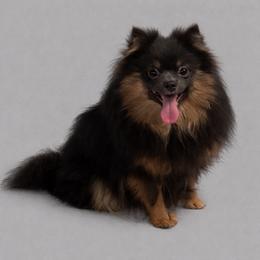 Phoebe - Pomeranian