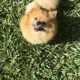 Lovely - Pomeranian