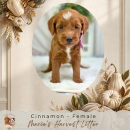 Cinnamon - Red  female Goldendoodle puppy in Norcross, Georgia from Teddy Puppies