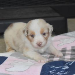 Aurora - Red merle female Australian Shepherd puppy in Jameson, Missouri from Sky Creek