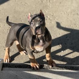 American Bully Puppies from M&M XL Bully Kennel