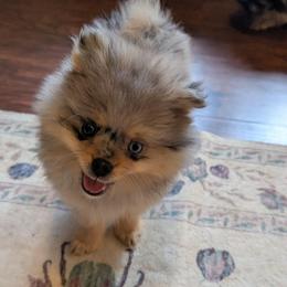 Milly - Blue merle female Pomeranian puppy in Danielsville, Georgia from PassionatePomPoms