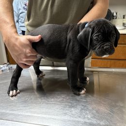 Bolt - Brindle male Boxer puppy in Taft, Tennessee from Hillbillie Boxers