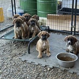 Boerboel, Shorkie, and Toy Australian Shepherd Puppies from SATA Kennels